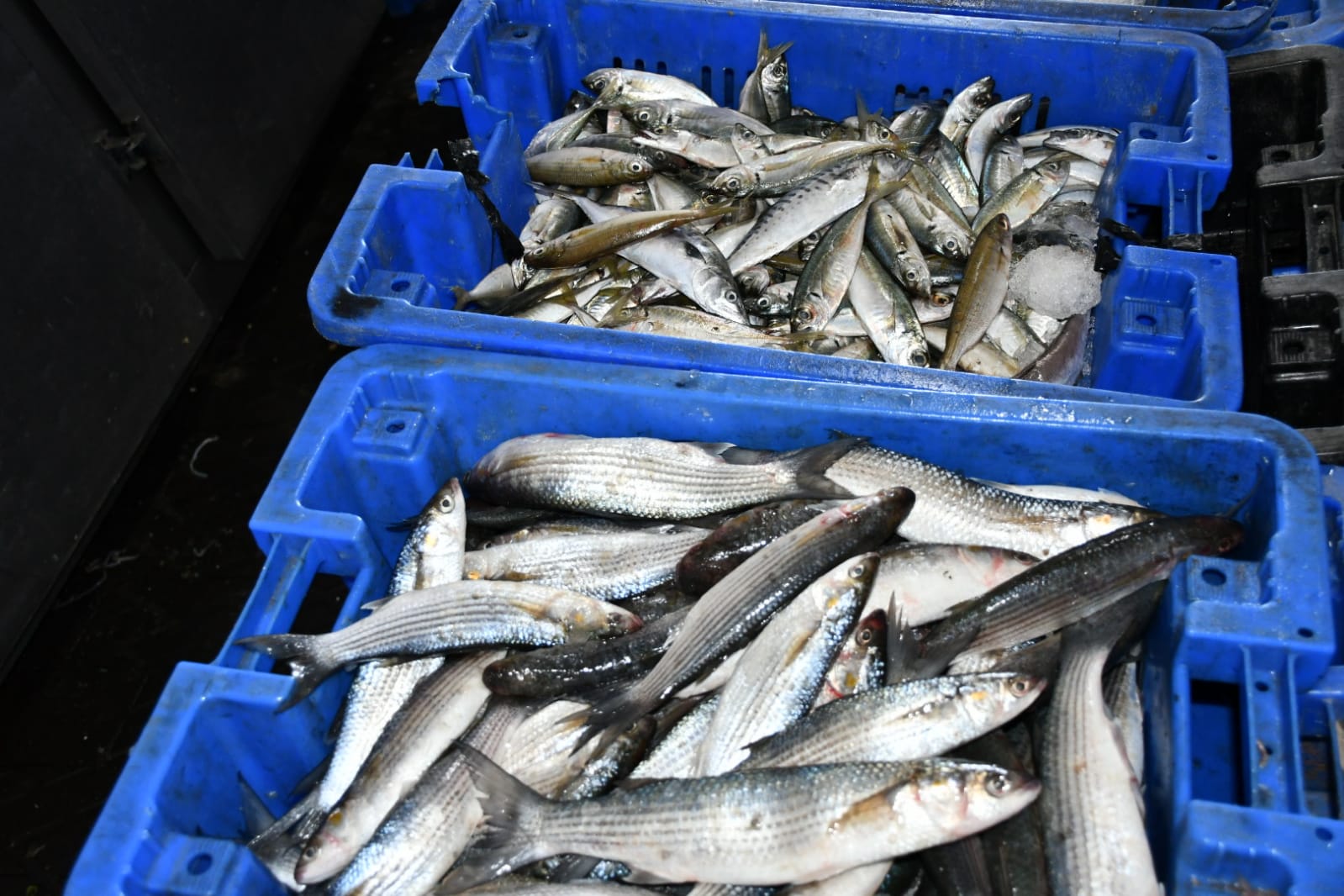 WhatsApp Image 2020-11-23 at 8.41.18 AM (1).jpeg.jpeg